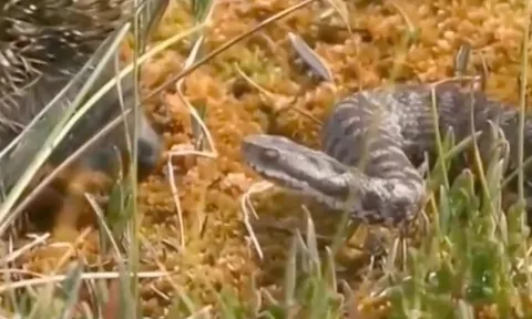 CLIP: Nhím "cà khịa" rắn hổ chúa và cái kết khiến rắn... sưng mồm rút lui