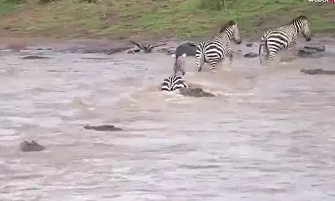 CLIP: 'Nín thở' xem đàn ngựa vằn vượt sông đầy cá sấu