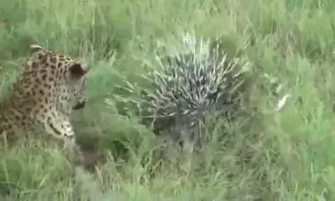 CLIP: Báo đốm nhận bài học đau đớn khi đùa nghịch với nhím