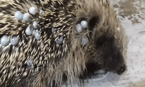 CLIP: Rùng mình cảnh tượng nhím con bị bao phủ bởi hàng trăm con ve ký sinh
