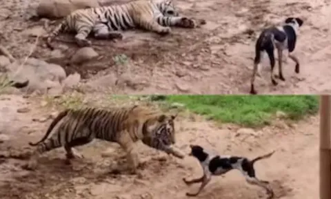 CLIP: Thấy hổ dữ nằm ngủ, chó nhà 'ra oai' cất tiếng sủa và cái kết... mất mạng