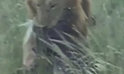 CLIP: Sư tử bất chấp đau đớn, liều mình săn nhím đầy gai