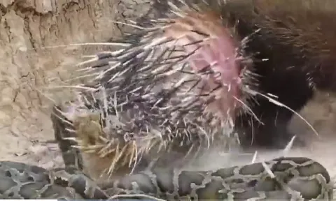 CLIP: Kết cục đẫm máu của trăn gấm khi dám "nếm thử" nhím