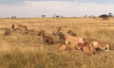 CLIP: ‘Hung thần vùng đồng cỏ’ bất ngờ xuất khiến khiến bầy linh cẩu bỏ chạy trối chết