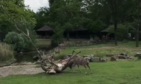 CLIP: Linh dương kudu nóng nảy truy đuổi rồi húc hươu cao cổ ngã chổng vó và cái kết
