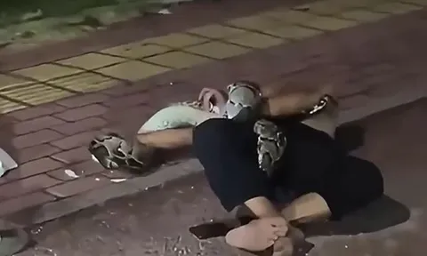 CLIP: Say rượu nằm giữa đường, người đàn ông bị con trăn nặng 30kg siết chặt và cái kết