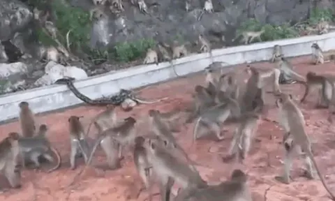 CLIP: Thấy đồng loại bị trăn siết chặt, đàn khỉ xông lại giải cứu 