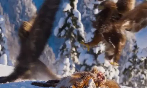 CLIP: Mãn nhãn trước màn đại chiến giành mồi của đại bàng