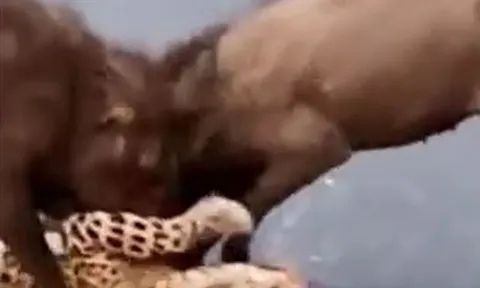 CLIP: Báo hoa mai quằn quại đau đớn khi bị 3 con lợn rừng 'hành hung'