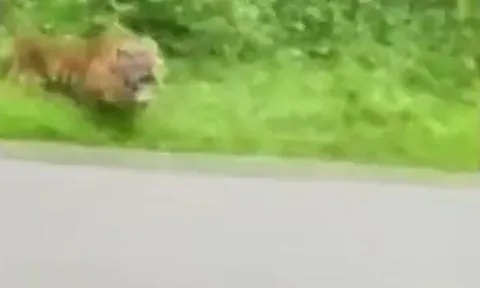 CLIP: Hổ điên cuồng truy sát người đi xe máy và cái kết