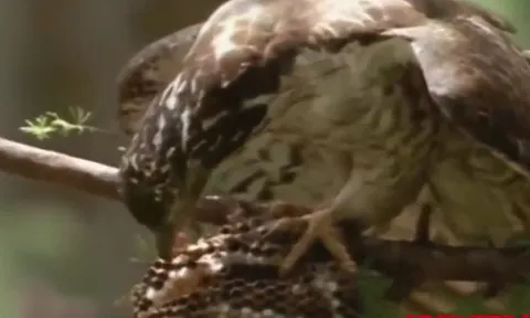 CLIP: Đàn ong bắp cày 'gặp đại họa' sau khi bị chim diều 'ghé thăm'