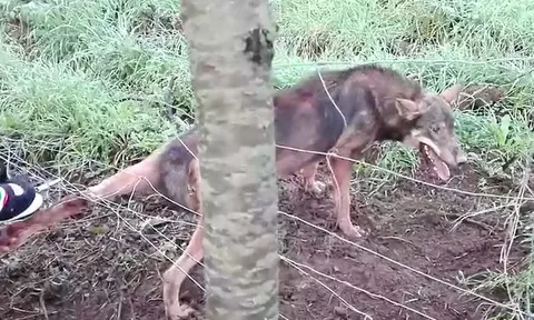 CLIP: Nỗ lực giải cứu chó sói hoang, người đàn ông nhận cái kết bẽ bàng