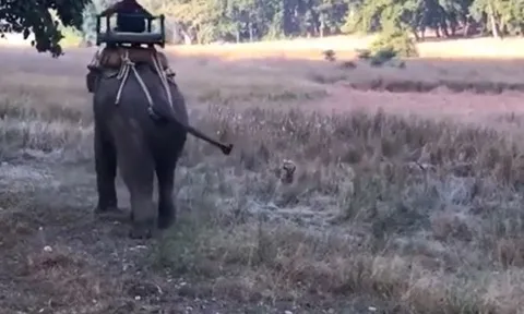 CLIP: Hung hăng lao ra hù dọa voi đang chở người, hổ nhận cái kết khó tin