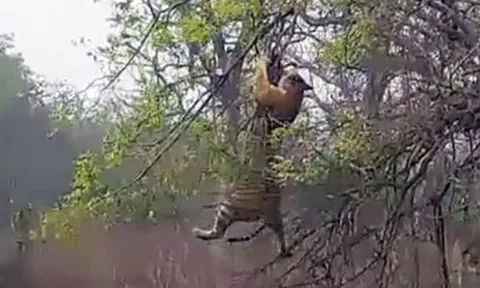 CLIP: Hổ dữ ‘nếm trái đắng’ khi cố gắng truy sát khỉ trên cây