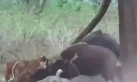 CLIP: Thấy đồng loại bị hổ cắn xé, bò tót lao lại giải cứu nhưng cái kết mới 'choáng'