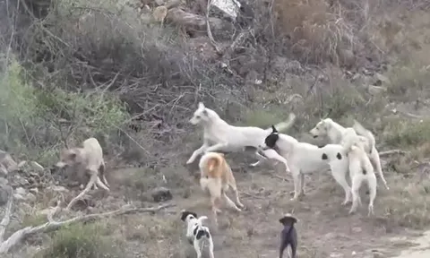 CLIP: Đụng độ đàn chó nhà, sói đồng cỏ bị kẻ thù lao tới cắn xé