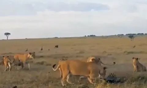 CLIP: Rơi vào vòng vây của đàn sư tử, đại bàng nhận cái kết