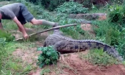CLIP: Lấy cây chọc vào cá sấu, người đàn ông bị chúa tể đầm lầy cắn vào chân và cái kết 'thót tim'