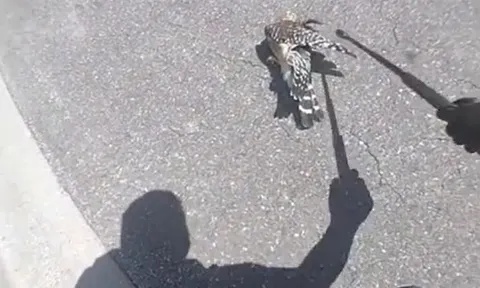 CLIP: Đụng độ loài rắn sở hữu tốc độ nhanh nhất hành tinh, chim cắt nhanh chóng bị kẻ thù hạ gục