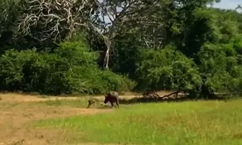 CLIP: Bị báo hoa mai bắt mắt con, trâu rừng mẹ điên cuồng tấn công kẻ đi săn và cái kết mãn nhãn