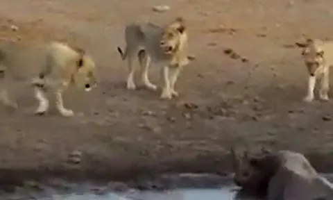 CLIP: Đang mang thai, tê giác bị 3 con sư tử truy sát và cái kết