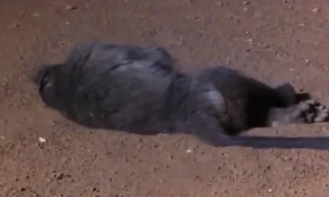 CLIP: ‘Cười đau bụng’ trước cảnh khỉ đầu chó bị rắn dọa tới mức bất tỉnh