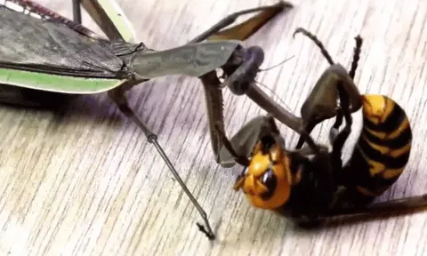 CLIP: Bị bọ ngựa tấn công, ong bắp cày 'tung chiêu', đoạt mạng đối thủ