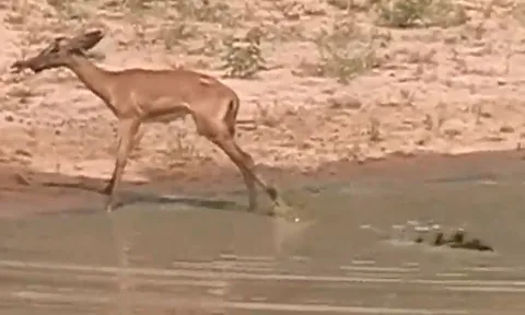 CLIP: Bị ‘tử thần vùng đầm lầy’ giữ chân, linh dương con nỗ lực hết sức giành sự sống