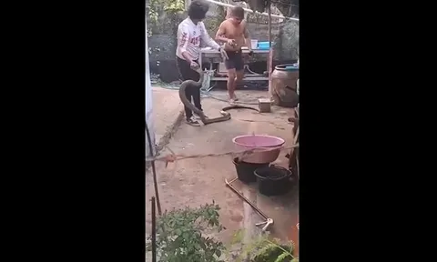 CLIP: Người đàn ông tay không khống chế rắn hổ mang chúa dài 3 mét