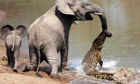 CLIP: Cá sấu liều lĩnh tấn công voi và nhận cái kết ‘đắng chát’
