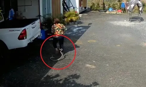 CLIP: Bị rắn tấn công bất ngờ khi đang đi trong sân, người phụ nữ  la hét hoảng sợ