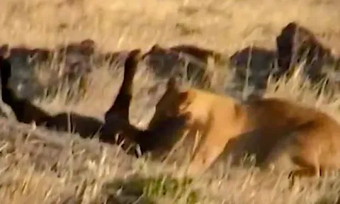 CLIP: Bị sư tử tóm được, nghé con vẫn thoát chết ngoạn mục nhờ 'vị cứu tinh' đặc biệt