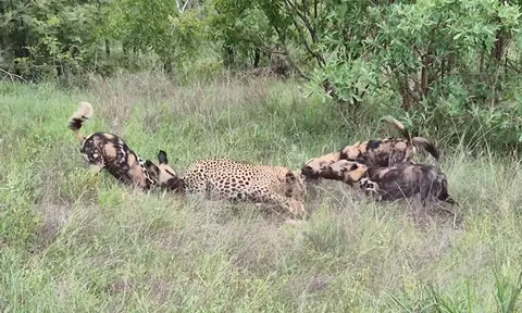 CLIP: Đụng độ báo hoa mai, chó hoang châu Phi trả giá bằng cả tính mạng