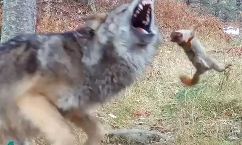 CLIP: Đụng độ chó sói, sóc nỗ lực chống trả và cái kết