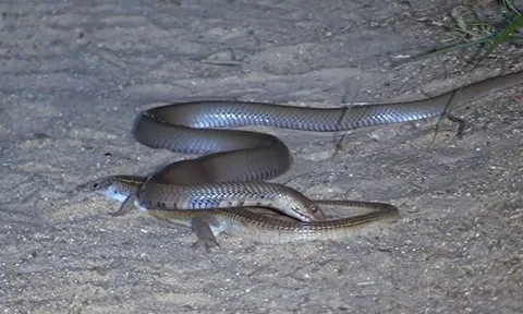 CLIP: Đụng độ rắn hổ mang chúa, thằn lằn làm ra hành động gây 'sốc'