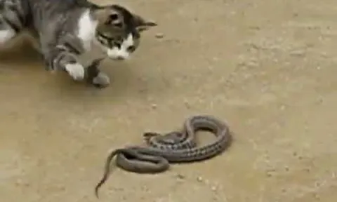 CLIP: Mèo nhà tung đòn chí mạng, đoạt mạng rắn trong chớp mắt