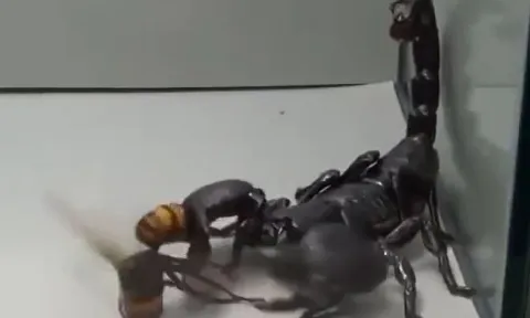CLIP: Đụng độ bọ cạp 'khủng', ong bắp cày nhận cái kết thê thảm