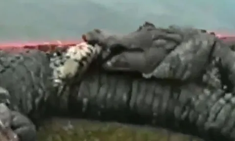 CLIP: Cá sấu dùng 'cú vặn tử thần', bẻ gãy chân đồng loại