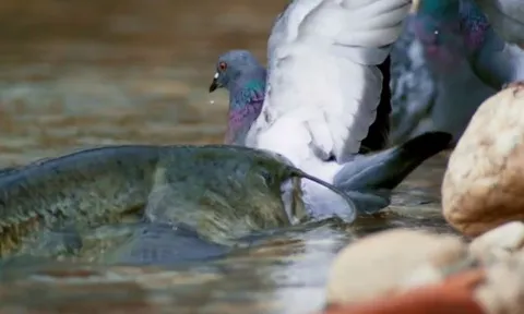 CLIP: Đang tắm mát, bồ câu bỗng nhiên bị ‘quái thú khổng lồ’ từ dưới sông lao lên đoạt mạng