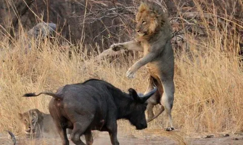 CLIP: Trâu rừng dũng mãnh, húc bay sư tử để tự giải thoát bản thân