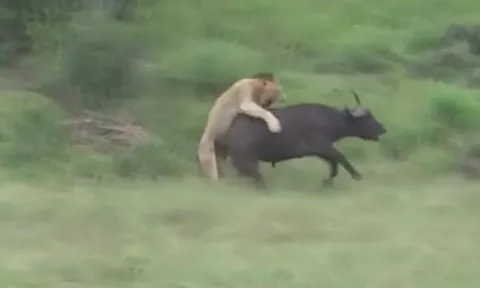 CLIP: Truy sát đàn trâu rừng, bầy sư tử nhận kết cục đáng xấu hổ