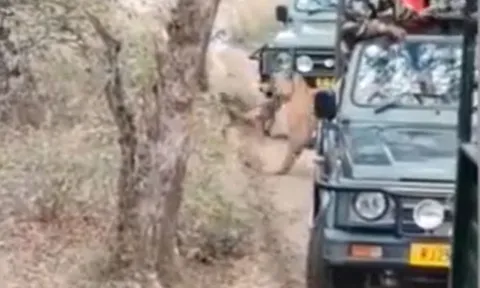 CLIP: Kinh hãi trước cảnh hổ đoạt mạng chó hoang trước mặt du khách