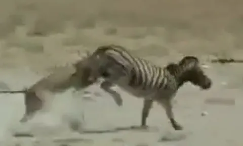 CLIP: Bị sư tử ngoạm cổ, ngựa vằn vẫn mạnh mẽ vùng dậy đá 'lật hàm' kẻ đi săn để chạy thoát thân
