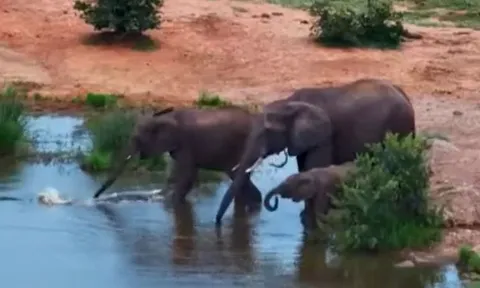 CLIP: Đang uống nước, đàn voi bị cá sấu lao lên tấn công và kết cục khó tin
