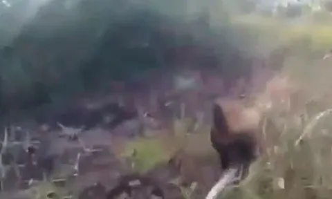 CLIP: Chó Becgie bị trăn gấm quấn chặt người và màn thoát thân đầy gay cấn