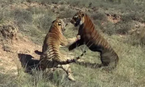 CLIP: Hổ ác chiến tàn khốc tới mức tử vong chỉ vì... tranh giành lãnh thổ