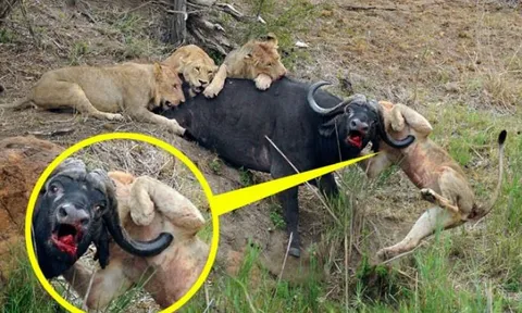 CLIP: Bất cẩn khi săn trâu rừng, sư tử bị con mồi húc thủng ngực suýt chết
