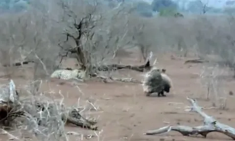 CLIP: Báo đốm trả giá đắt vì dại dột "gây sự" với đôi nhím gai góc