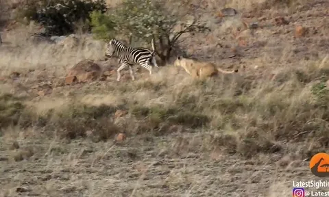 CLIP: Một giây lơ là cả đời trả giá, ngựa vằn non bị sư tử hạ gục trong tích tắc