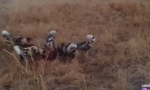 CLIP: Báo hoa mai tung đòn chớp nhoáng, cướp mồi ngay trước mắt bầy chó hoang